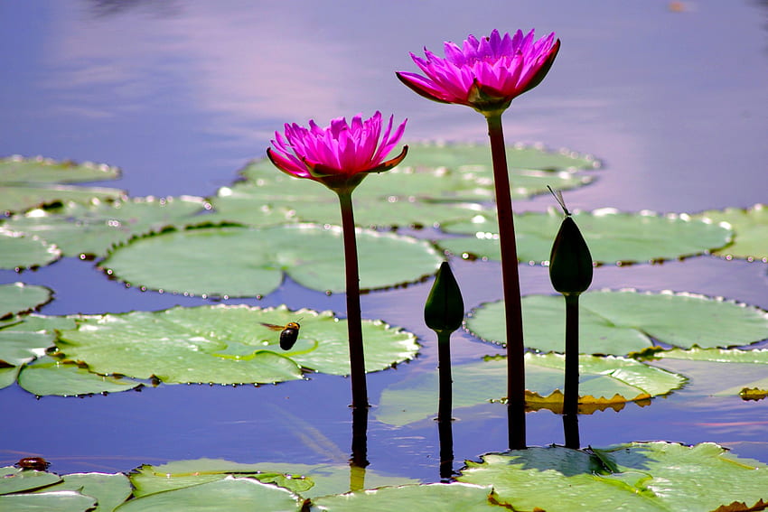 WATER LILY, pads, nature, pond HD wallpaper