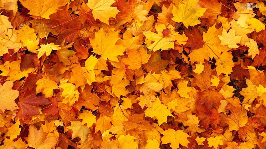 Thanksgiving Leaves, Orange Leaf HD wallpaper