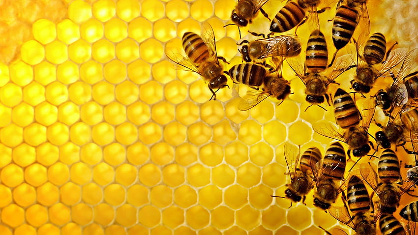 sarang lebah, latar belakang, Madu Kuning Wallpaper HD