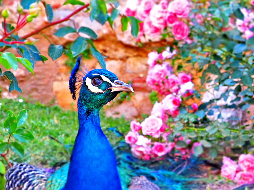 Peacock, blue, pink, bird, flower, pasare HD wallpaper