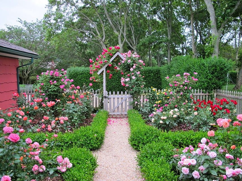 Projekt ogrodu wiejskiego z różami – Wilson Rose Garden, English Cottage Garden Tapeta HD