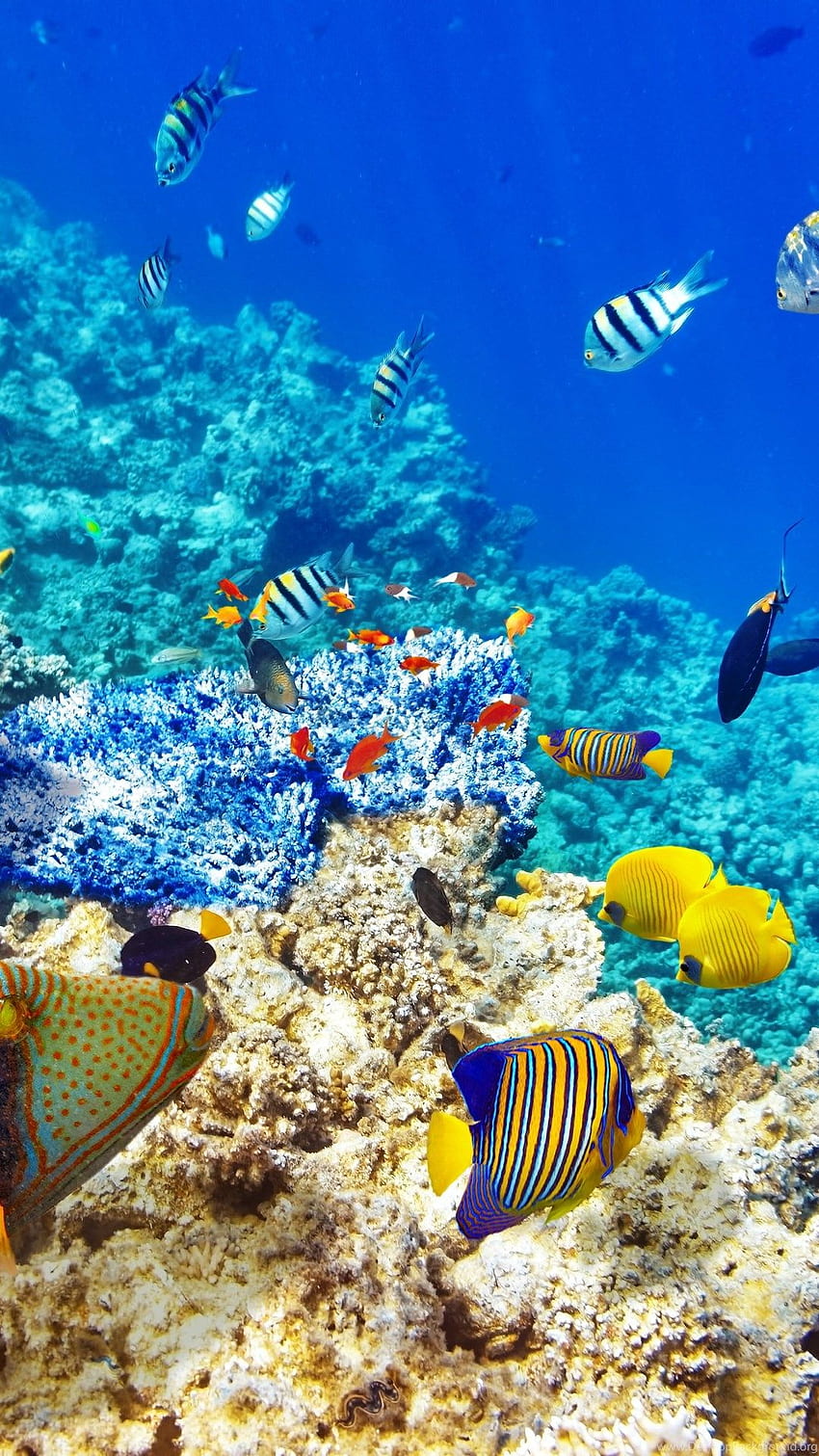 Underwater World Ocean Fish Coral Reef Background HD phone ...