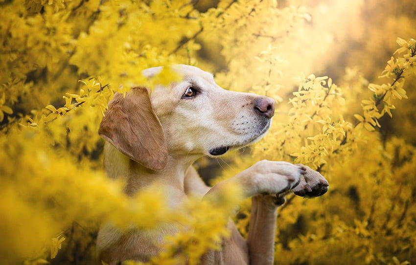 summer, look, face, flowers, branches, pose, Bush, portrait, dog, spring, paws, yellow, garden, profile, Labrador, Retriever for , section собаки HD wallpaper