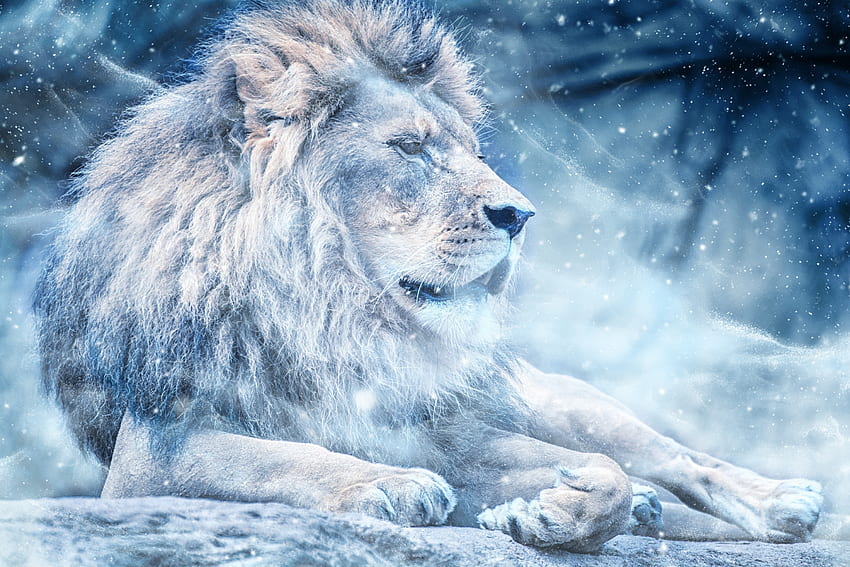 Animali, neve, leone, gattone, re degli animali, re degli animali Sfondo HD