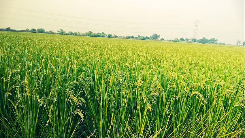 Campo di riso, risaia Sfondo HD