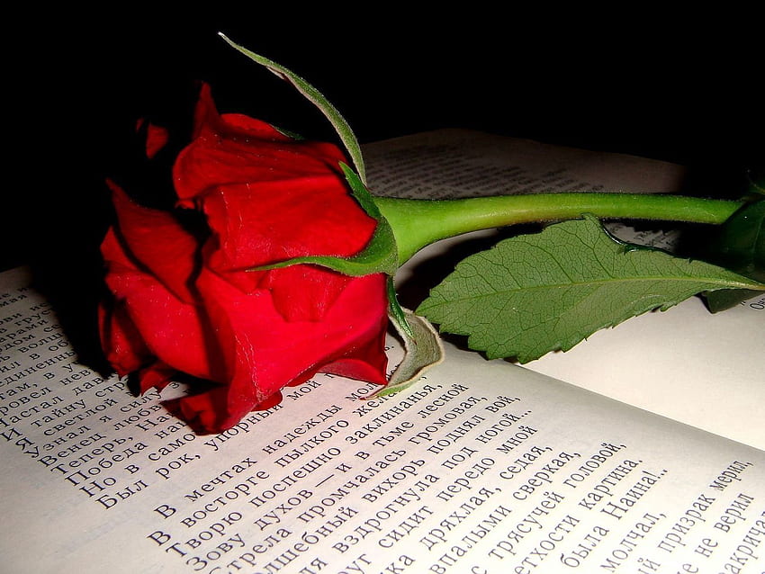 Цветя, цвете, роза, роза, пъпка, текст, книга HD тапет
