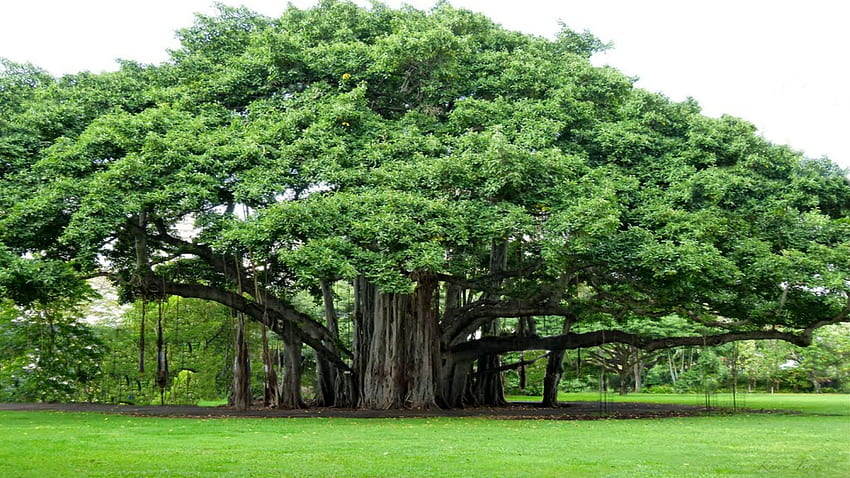 Strangler fig - Banyan Tree. Trees to plant, Famous trees, Tree painting HD wallpaper