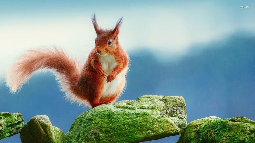 Of Squirrel, Red Squirrel HD wallpaper