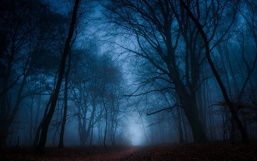 Dunkler Wald, Bäume, Wald, dunkelblaue Bäume HD-Hintergrundbild