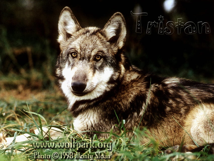 TRISTAN O FILHOTE DE LOBO MASCULINO, lobos, animais selvagens, tristan o lobo, lobo parque, filhotes, lobo macho alfa, lobos bonitos, lobos cinzentos, animais, filhotes de lobo papel de parede HD
