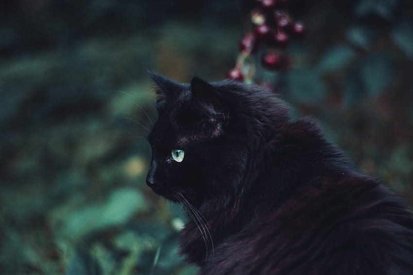 Животни, Котка, Пухкав, Поглед, Мнение, Черна котка HD тапет