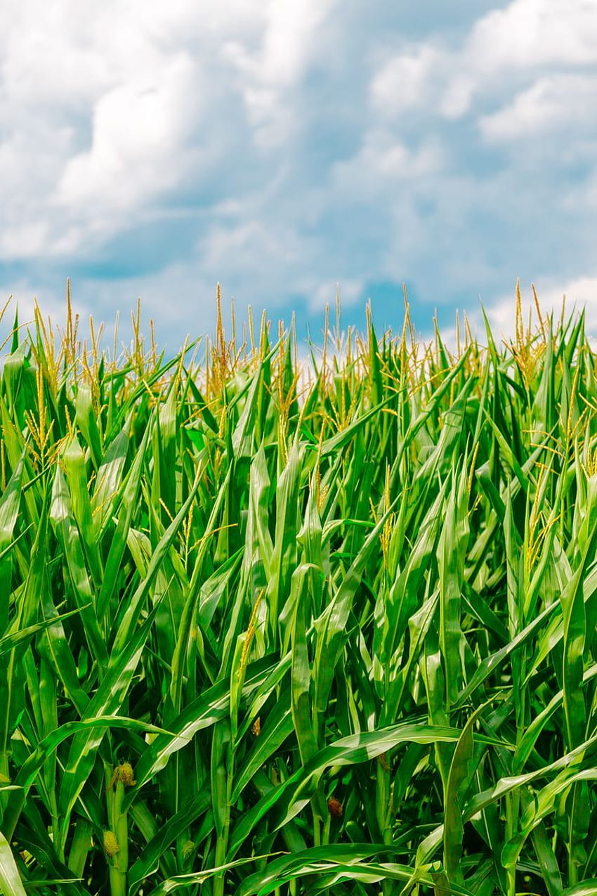 Corn, Field, Summer, Farm Iphone 4s 4 For Parallax Background HD phone wallpaper