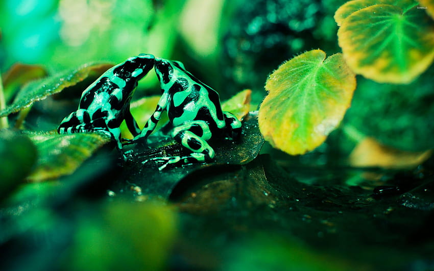 Poison dart frogs kissing - Animal HD wallpaper