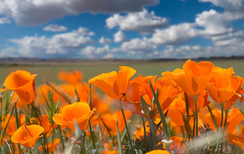 Eschscholzia californica California poppy poppies . . 849122 HD wallpaper