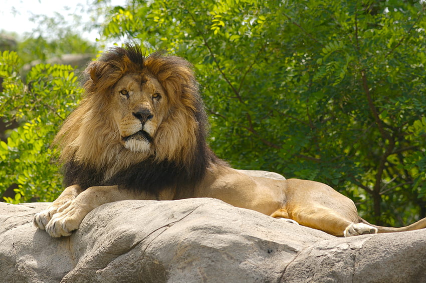 Animals, Lion, Paws, King Of Beasts, King Of The Beasts HD wallpaper
