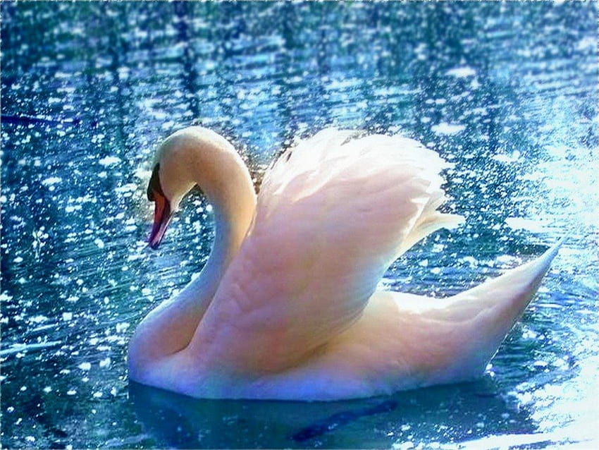 Лебед, синьо, езеро, красота HD тапет