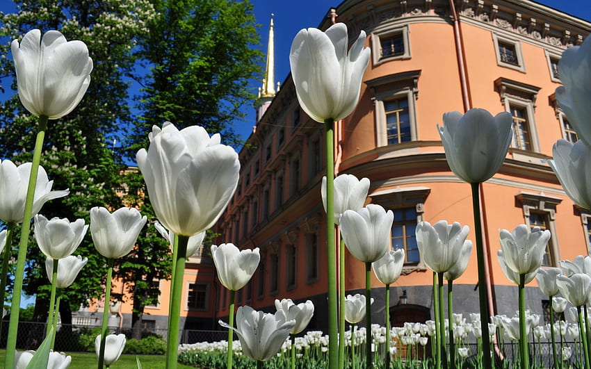 grandes tulipanes blancos crecen en el césped, white, lawn, grow, tulips, large HD wallpaper