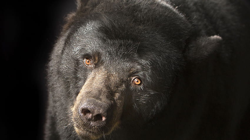 Os ursos da Flórida comem demais e ficam preguiçosos no inverno, assim como nós, Cute Black Bear papel de parede HD