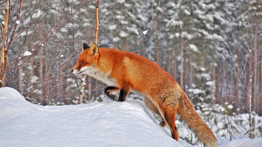 Red fox, sweet, winter, wild animals, , cute, fox, predators, animals, wildwildlife, nature, wilderness HD wallpaper