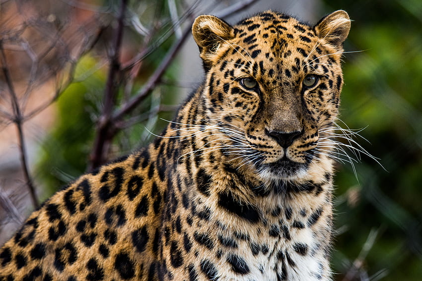 Animaux, Leopard, Museau, Predator, Big Cat, African Leopard Fond d'écran HD