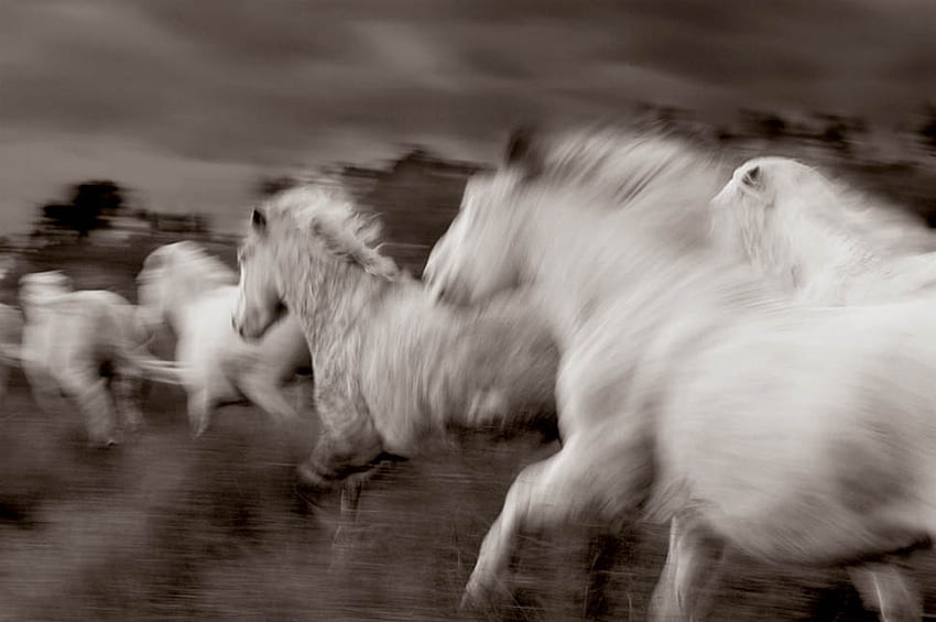 like the wind, wind, horses, provence, nature, france, camargue HD wallpaper