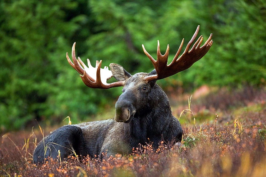 Moose, antlers, animal, forest HD wallpaper