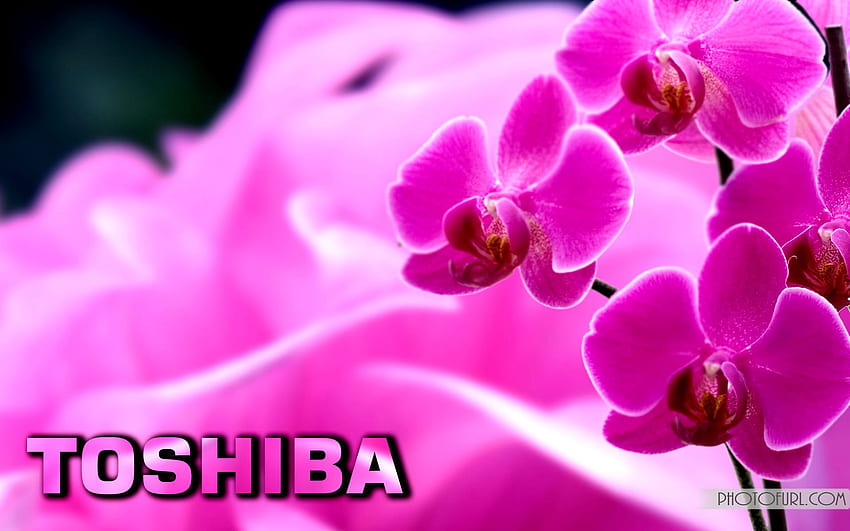 Toshiba Dizüstü Bilgisayar Doğa, Animasyon Karışımı . HD duvar kağıdı