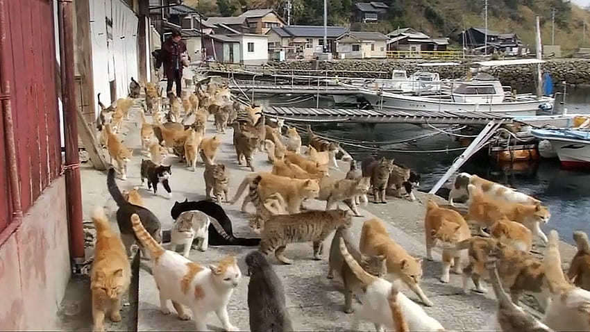 Japan Cat Island Aoshima Island High-Res Stock Photo - Getty Images