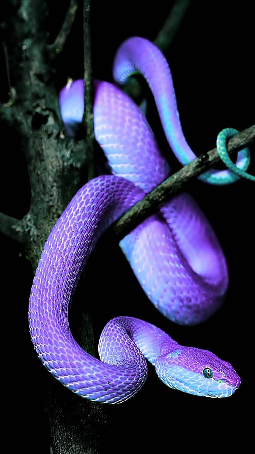 lila snake, Purple Snake HD phone wallpaper