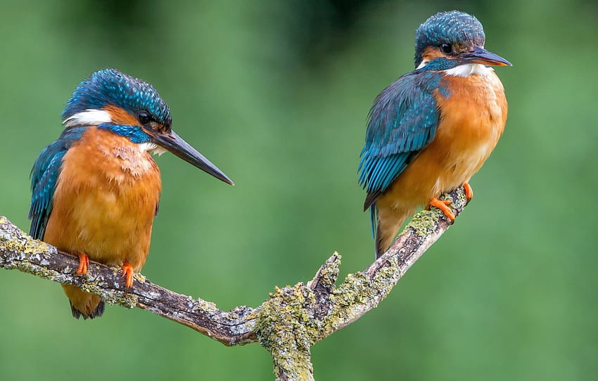 *** Kingfishers ***, binatang, burung, burung, binatang Wallpaper HD