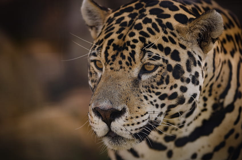 Animals, Jaguar, Muzzle, Predator HD wallpaper