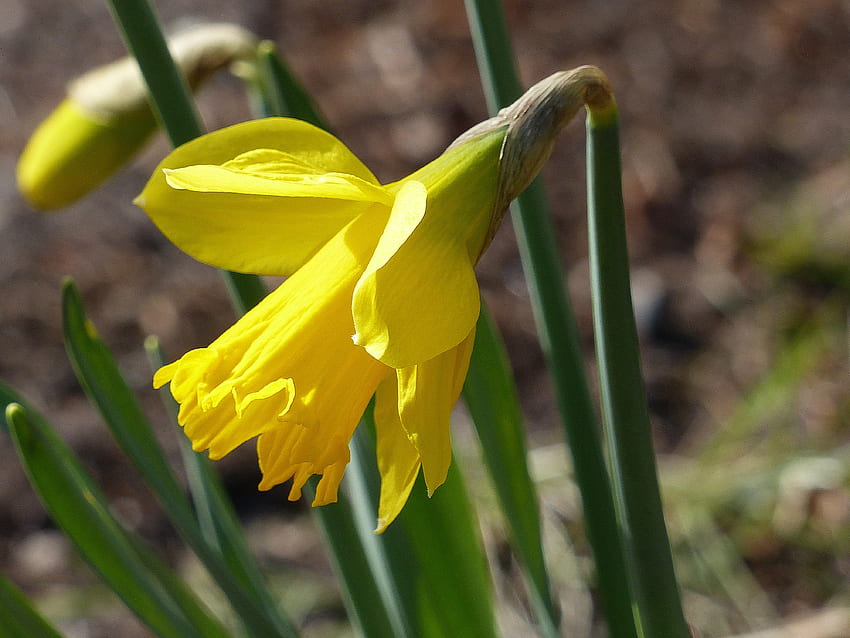 Printemps enfin, jonquille, jaune, fleur, jardin, printemps Fond d'écran HD