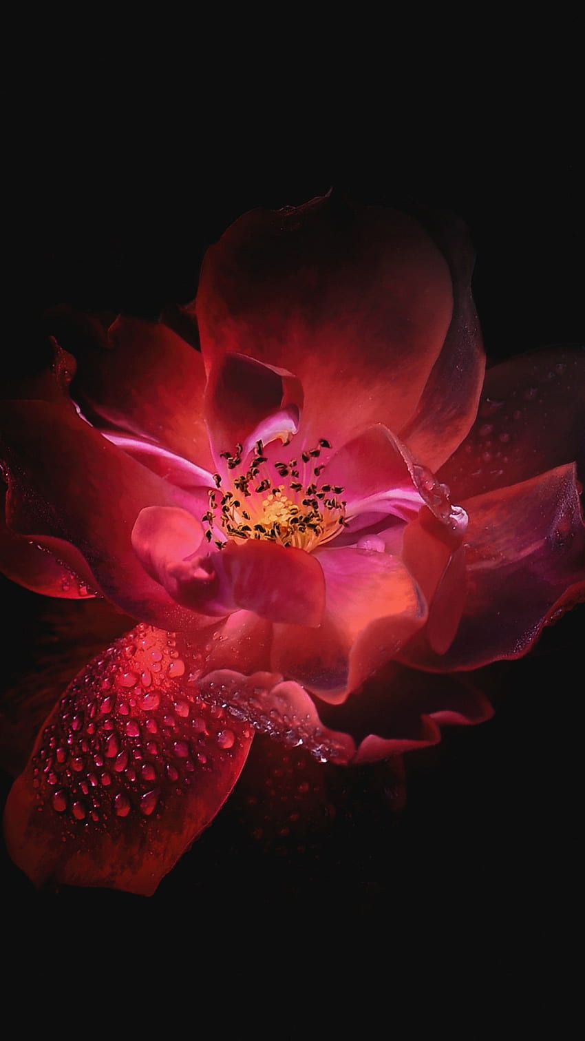 Red Flower, Dark Background, , Black Dark,. For IPhone, Android, Mobile And, Dark Pink Flower HD phone wallpaper