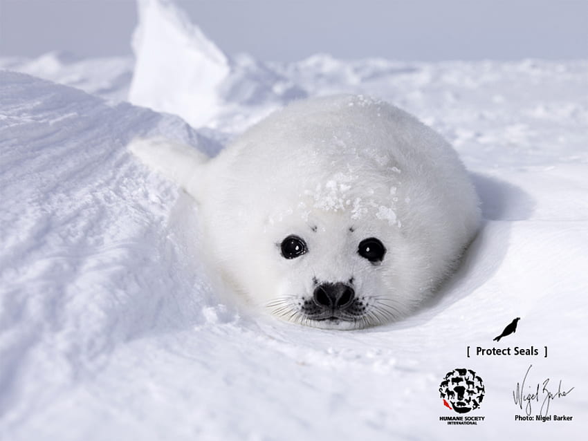 Seal in the Snow, seal, snowy tundra, antarctica, arctic HD wallpaper