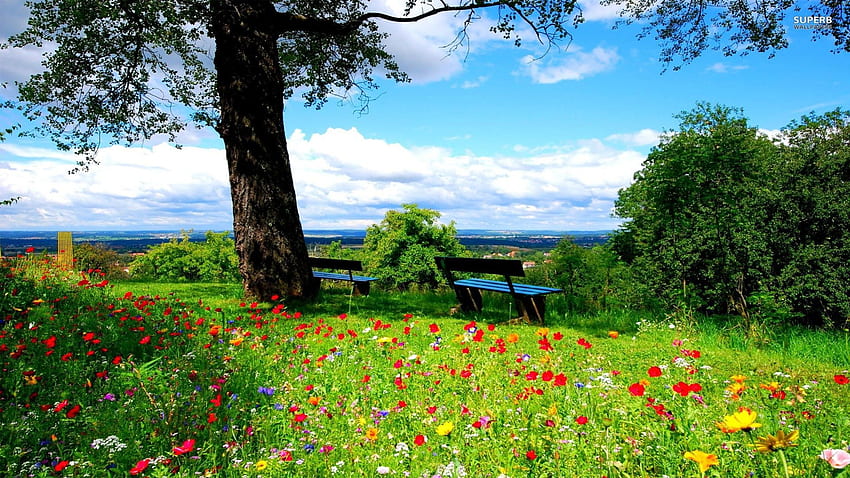 A Beautiful Spring Day, blossoms, poppies, clouds, landscape, trees, meadow, sky HD wallpaper