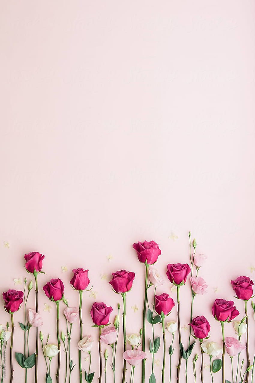 Pink roses and lisianthus against pink. Ideas de fondos de pantalla, Fondos  de pantalla tulipanes, Fondos de pantalla pink, Gold and Pink Flowers HD  phone wallpaper | Pxfuel