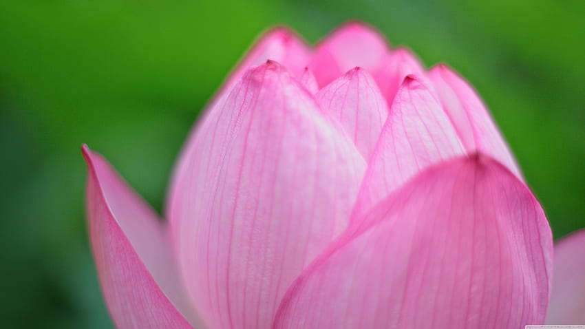 Pink Lotus Bud ❤ for Ultra TV • Wide HD wallpaper