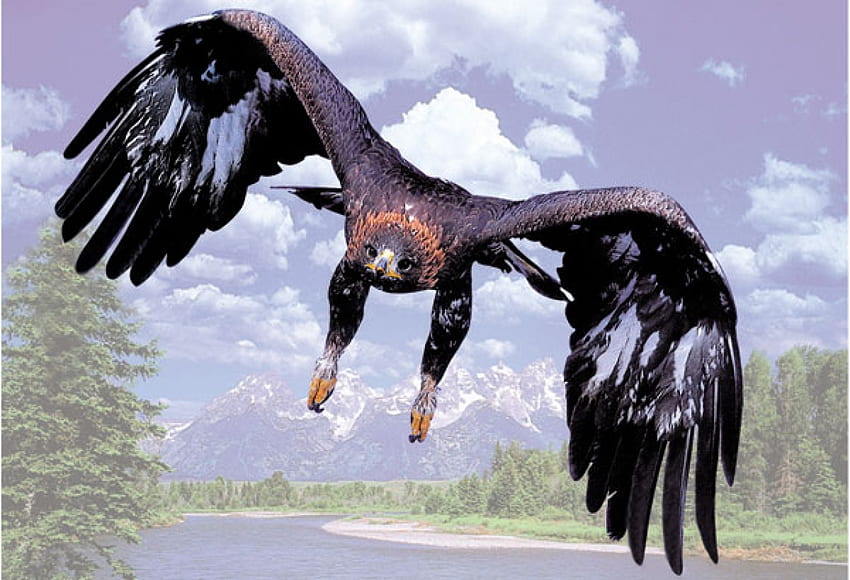 Flawless Flying Machines, animal, asas, pássaro, nuvens, árvores, voando, montanha papel de parede HD