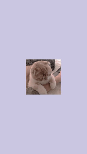 Cat _ Cat in 2020. Cat , Cute cat , Cat aesthetic HD phone wallpaper |  Pxfuel