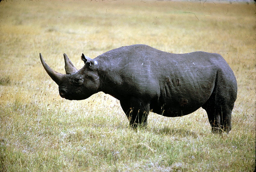 Animals, Grass, Stroll, Rhinoceros HD wallpaper