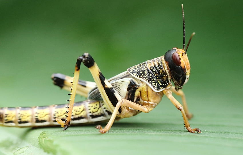 Makro, Hintergrund, Insekt, Heuschrecke für , Abschnitt макро, Cricket Insect HD-Hintergrundbild