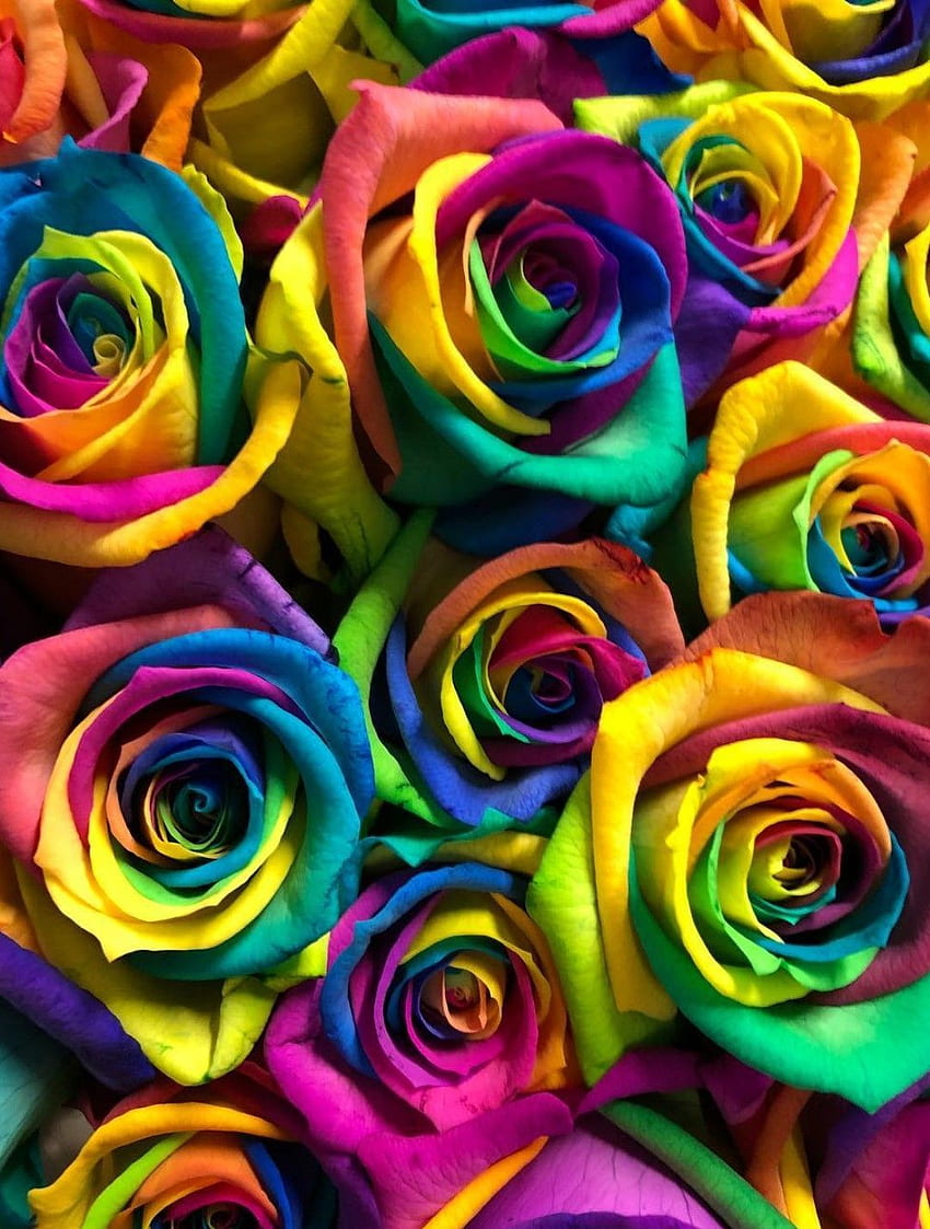 Nena on Pericure. Flower iphone , Flower phone , Purple roses, Rainbow ...