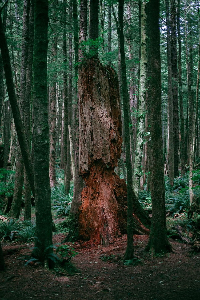 Eski Büyüme Ormanı HD telefon duvar kağıdı