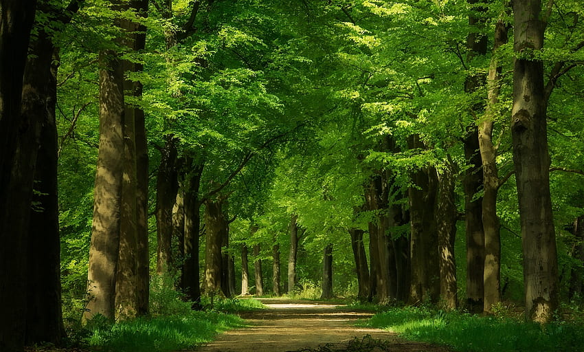 Road in a forest, forest, green 1366x768, road, HD wallpaper