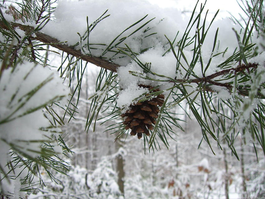 Snowy Pine Branch HD wallpaper