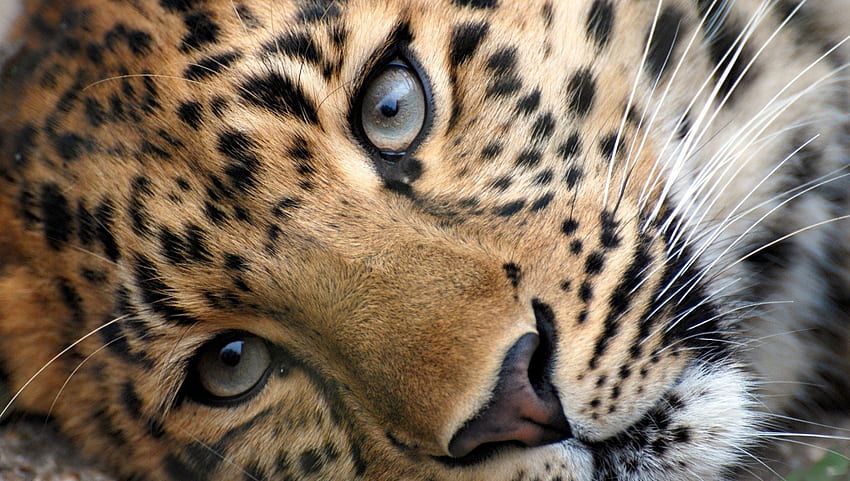 DIE AUGEN EINES LEOPARDS, wilde Tiere, Augen, Katze, wild, Nahaufnahme, große Katzen, Leopard, cool, Natur, Makro HD-Hintergrundbild