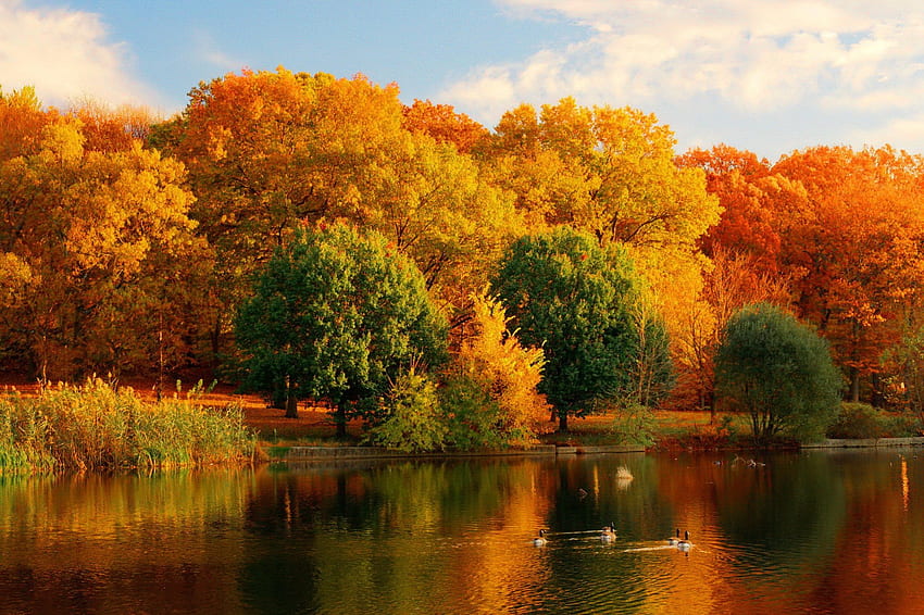 Réflexions d'automne, rivière, couleurs, sérénité, calme, rivage, réflexion, arbres, eau, automne, beau, lac, canards, chute, feuilles, reflété, nuages, nature, ciel, berge, charmant, calme, forêt, feuillage Fond d'écran HD