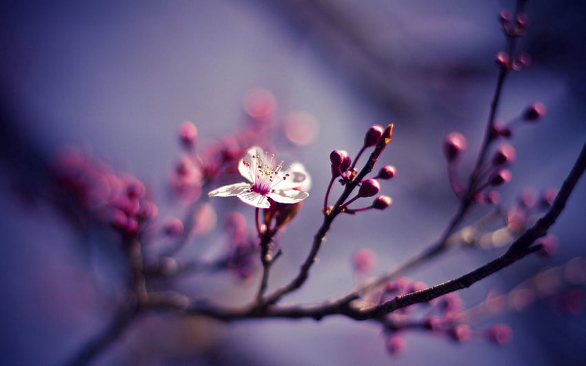 flor, naturaleza, cereza, macro, ramas, rama fondo de pantalla