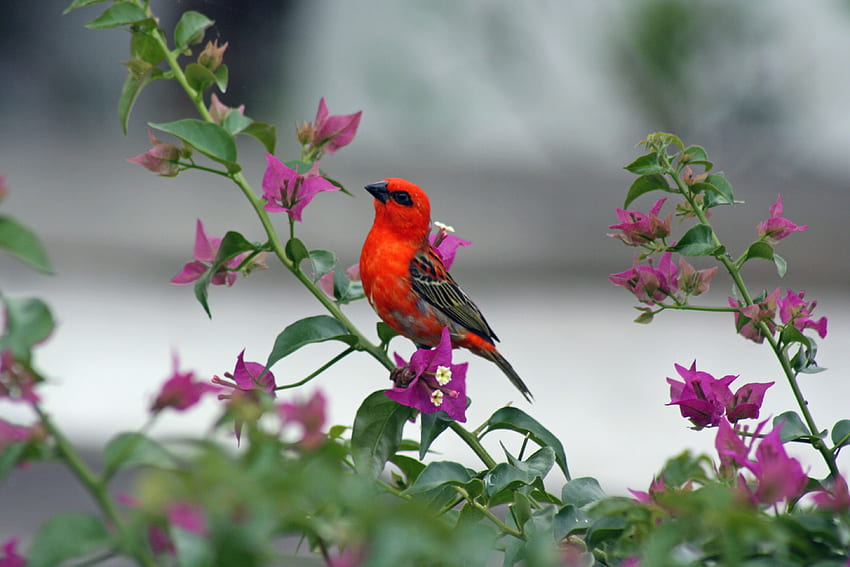 Süßer, kleiner, roter Vogel HD-Hintergrundbild