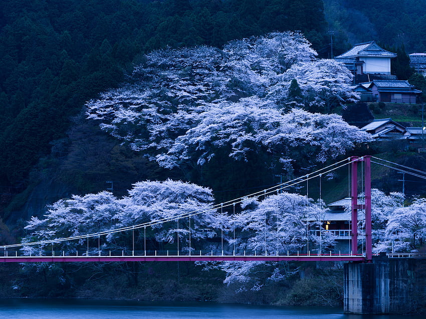 Giappone, Natura, Notte, Sakura, Ponte Sfondo HD